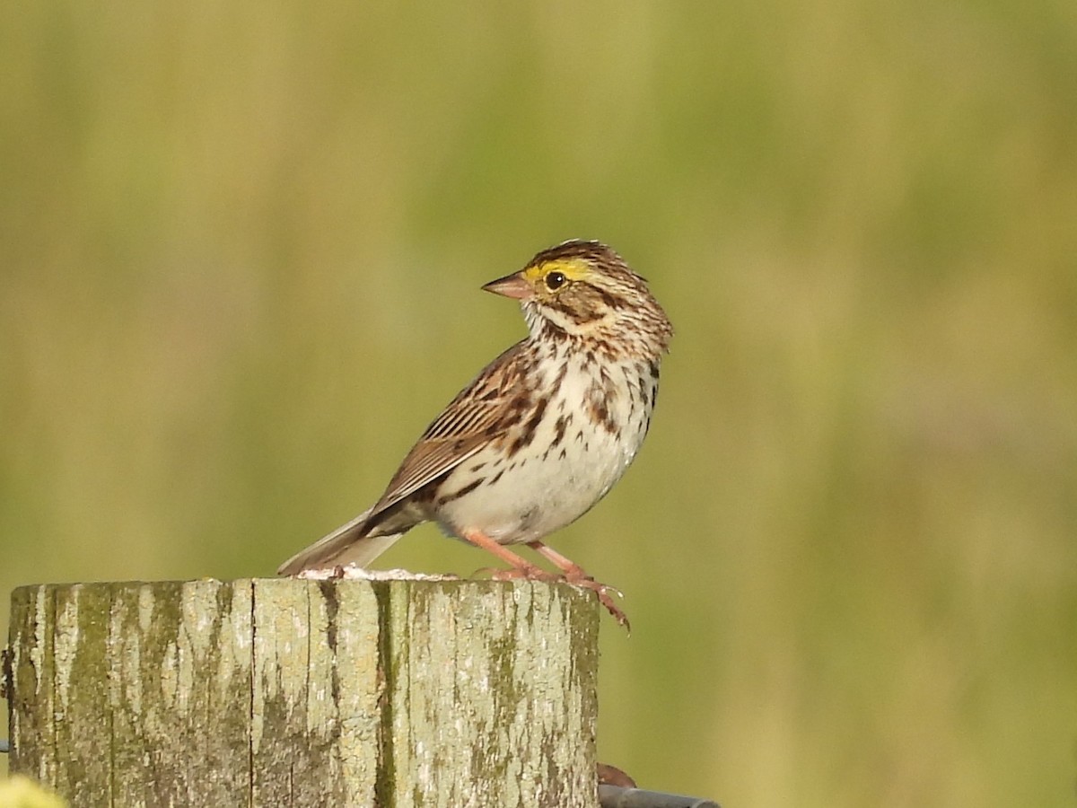 Savannah Sparrow - ML619954785