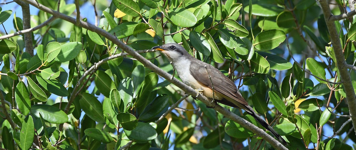 Mangrove Cuckoo - ML619954793