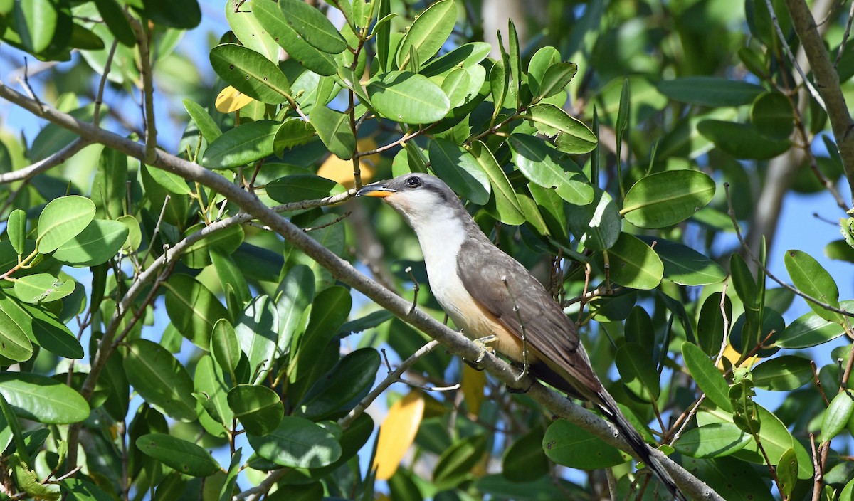 Mangrove Cuckoo - ML619954799