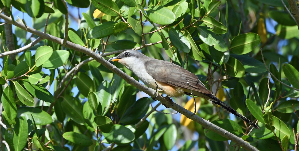 Mangrove Cuckoo - ML619954804