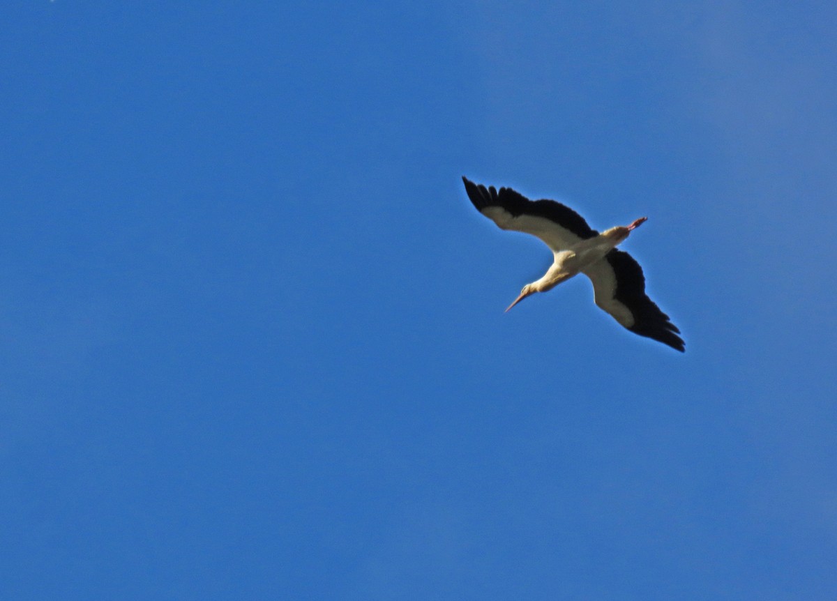 White Stork - ML619954806
