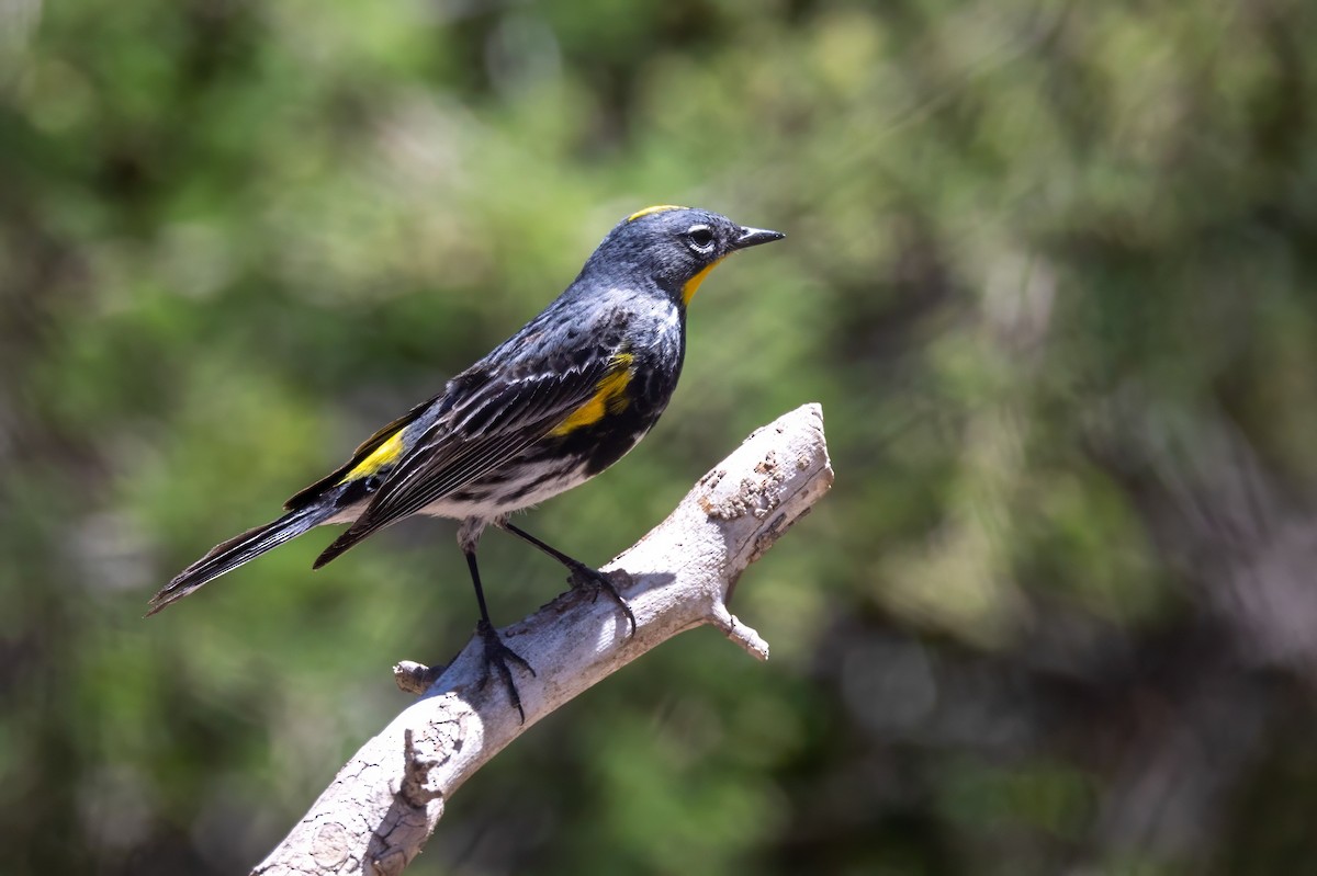 Yellow-rumped Warbler (Audubon's) - ML619954807