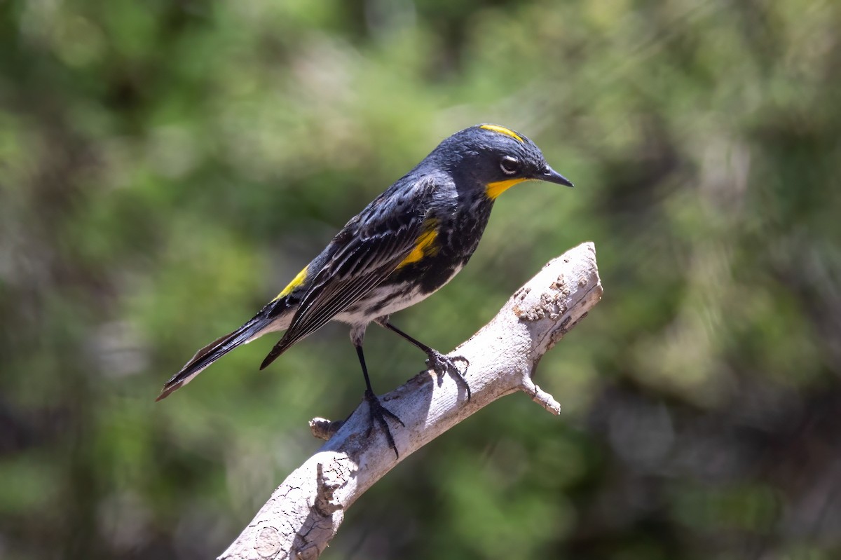 Yellow-rumped Warbler (Audubon's) - ML619954810