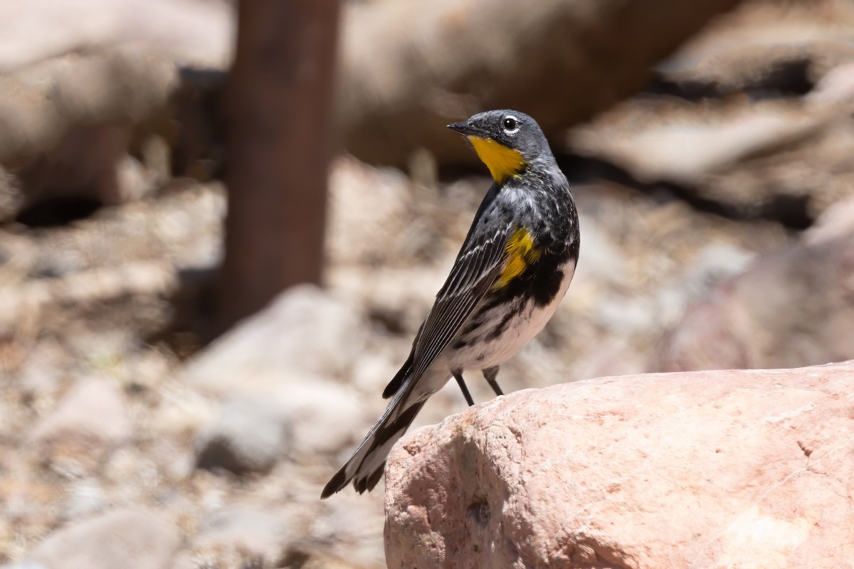 Yellow-rumped Warbler (Audubon's) - ML619954814