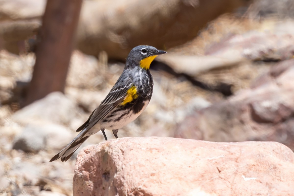 Yellow-rumped Warbler (Audubon's) - ML619954817