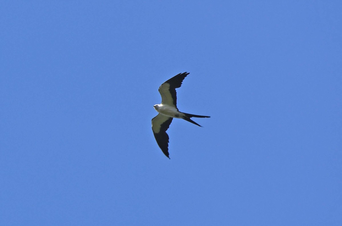 Swallow-tailed Kite - ML619954818