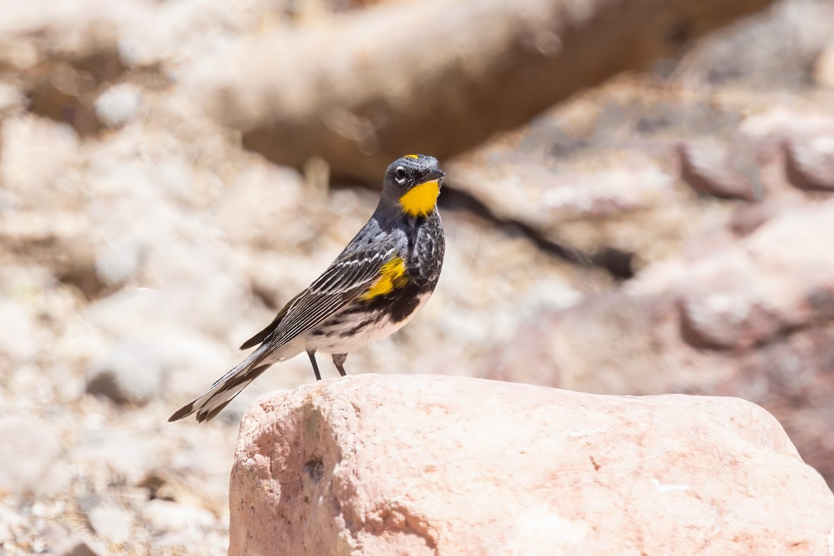 Yellow-rumped Warbler (Audubon's) - ML619954825