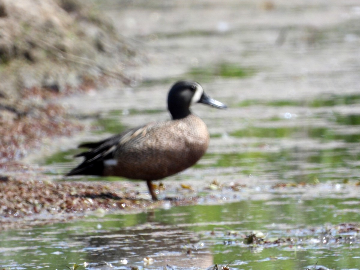 Blue-winged Teal - ML619954829