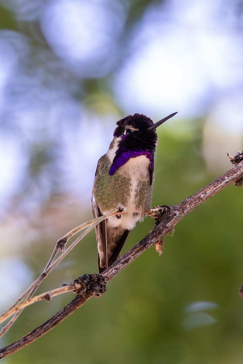 Costa's Hummingbird - ML619954836