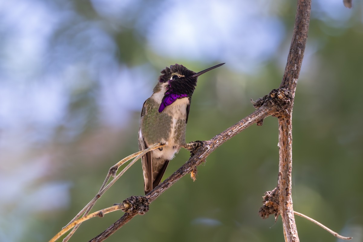 Costa's Hummingbird - ML619954837