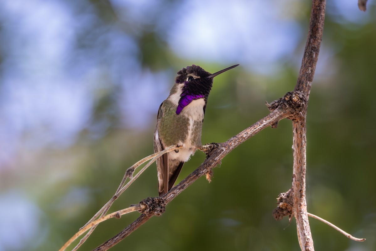 Costa's Hummingbird - ML619954838