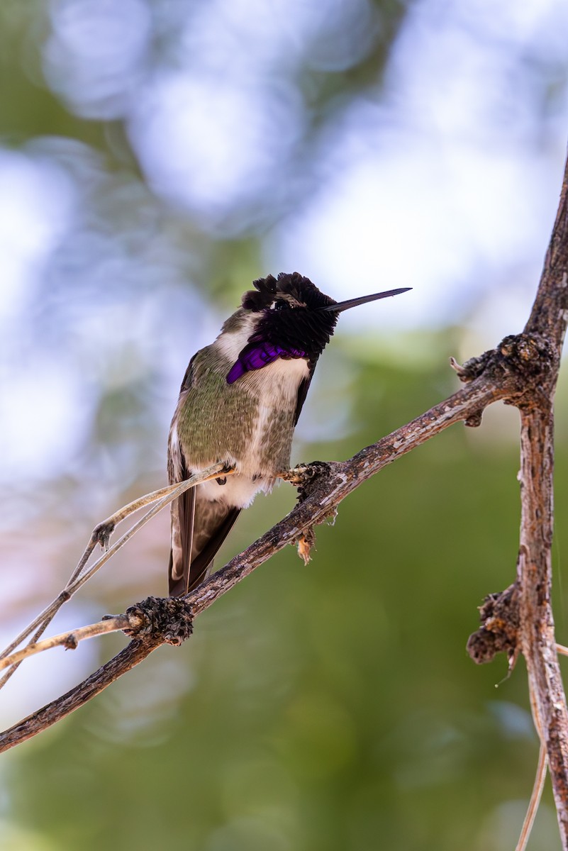 Costa's Hummingbird - ML619954839