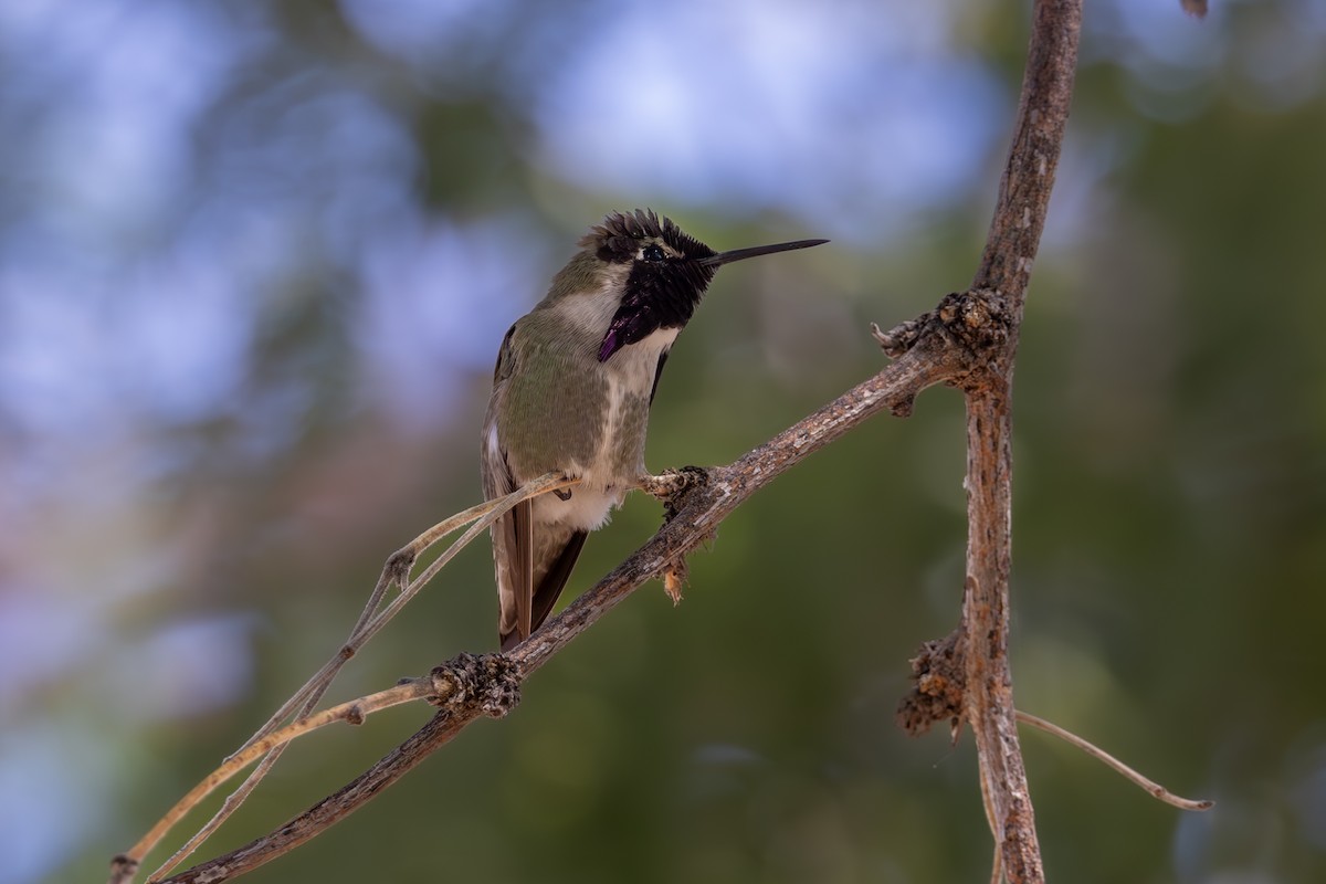 Costa's Hummingbird - ML619954840