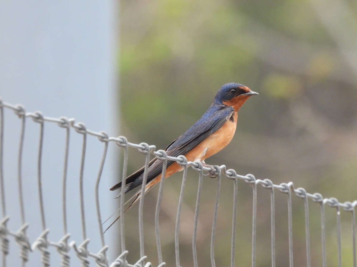 Barn Swallow (American) - ML619954844