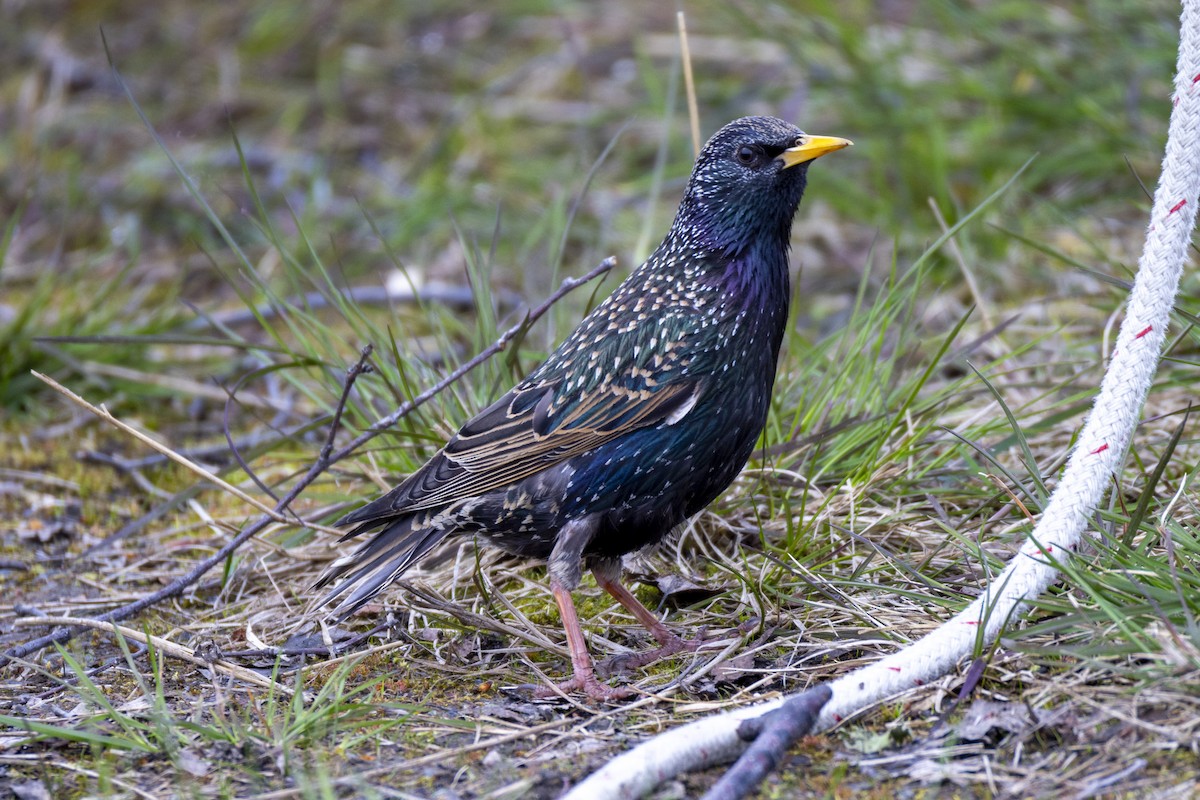 European Starling - ML619954860