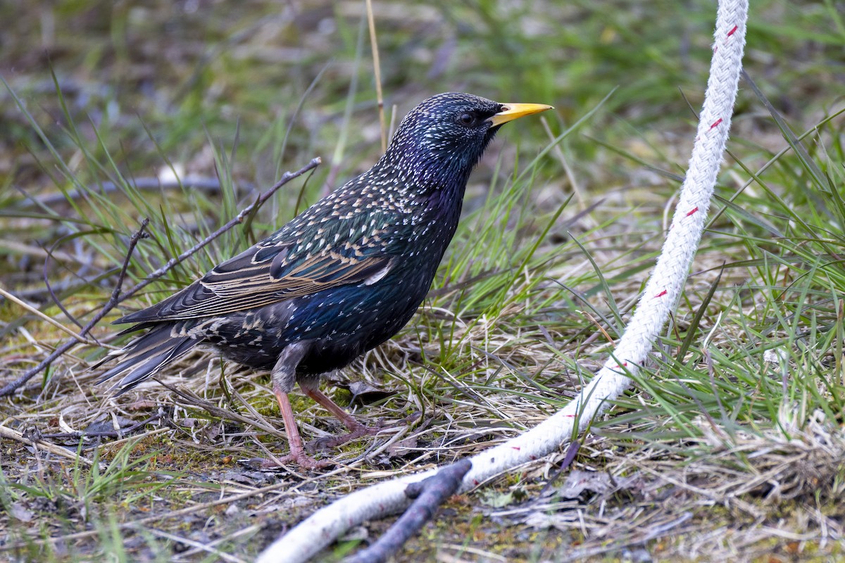 European Starling - ML619954861