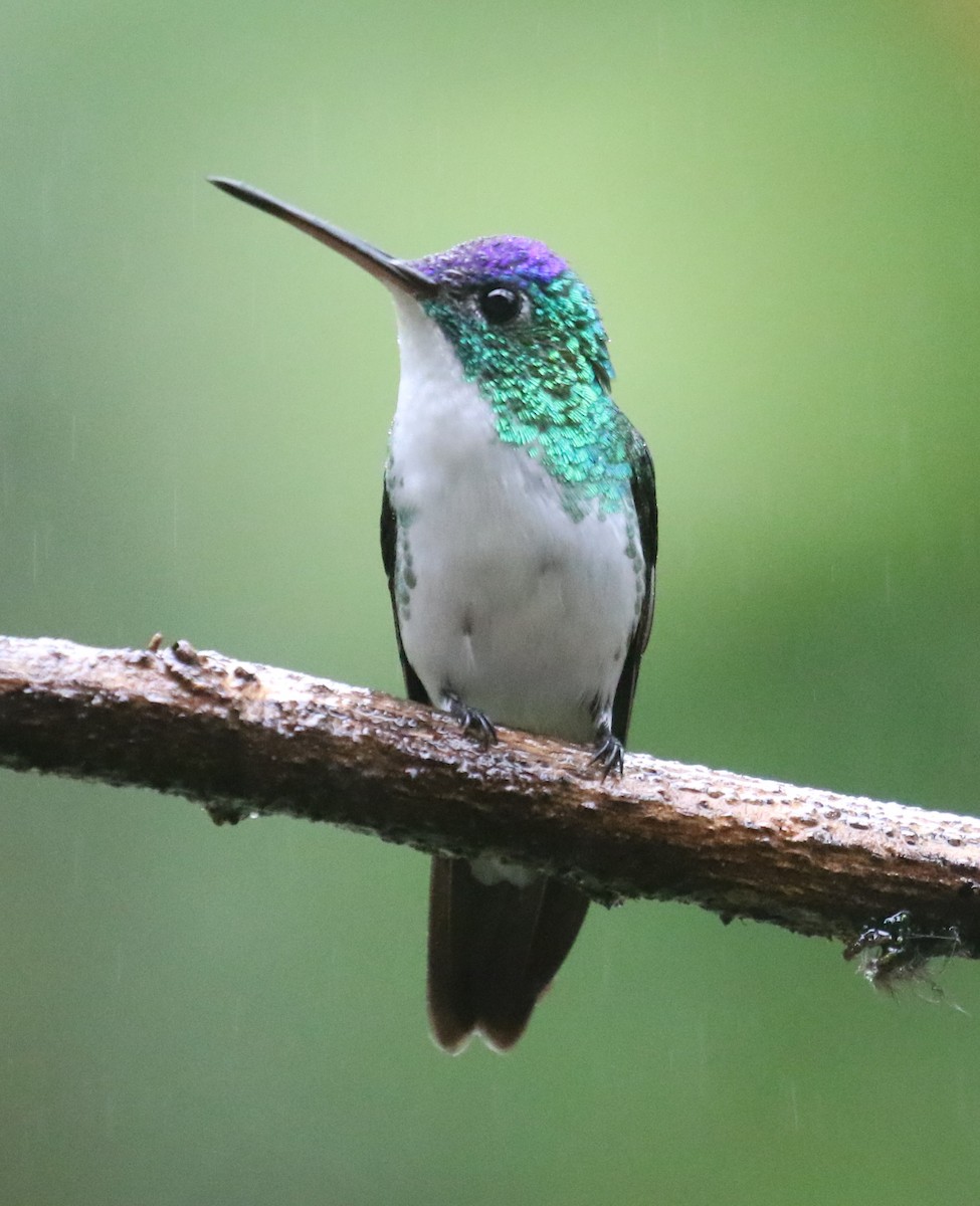 kolibřík andský - ML619954862