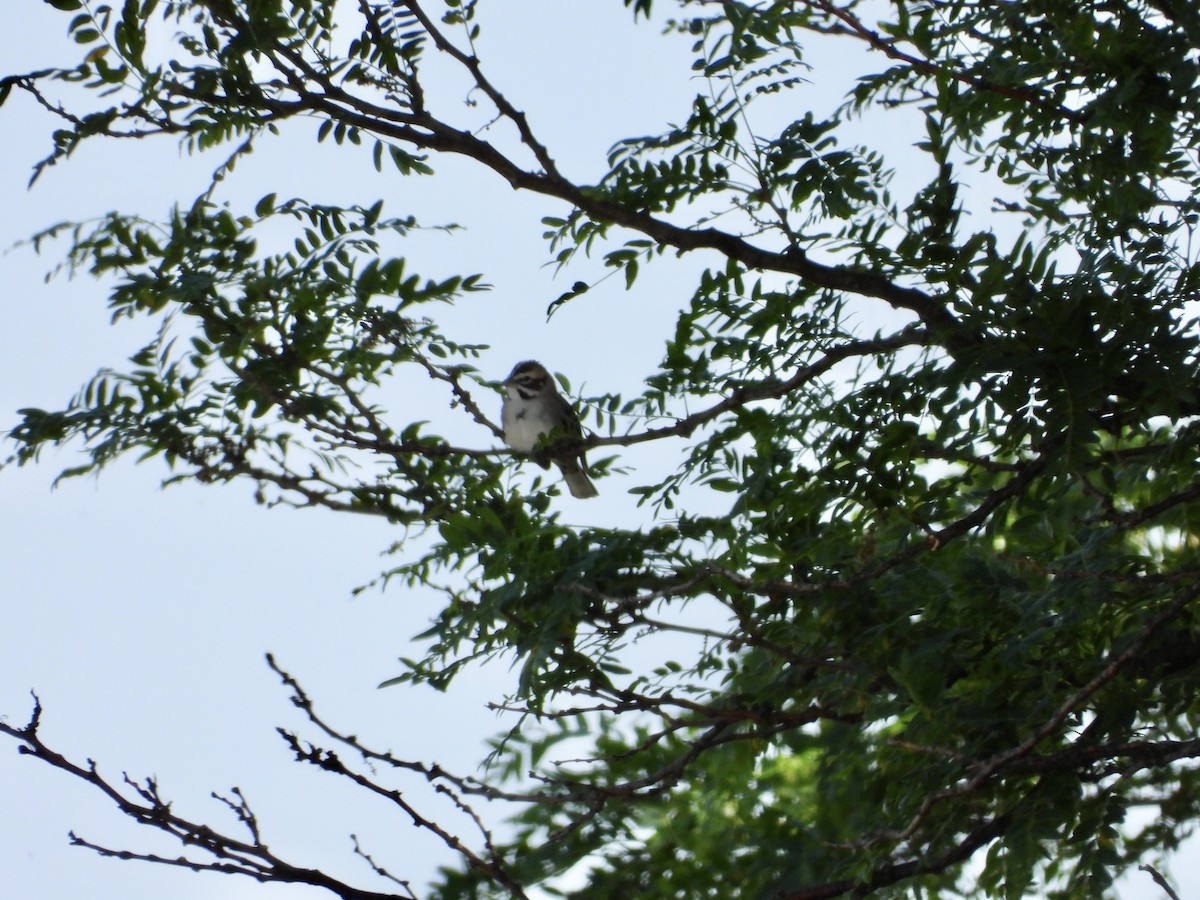 Lark Sparrow - ML619954865