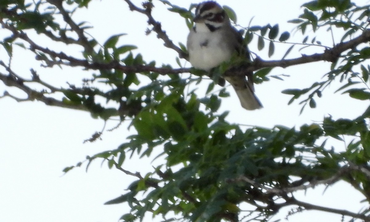 Lark Sparrow - ML619954867