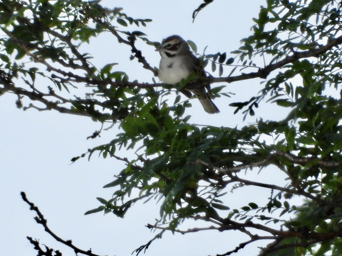 Lark Sparrow - ML619954876