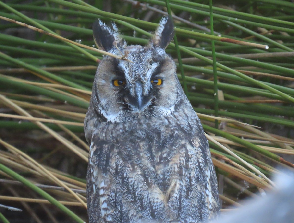 Long-eared Owl - ML619954878
