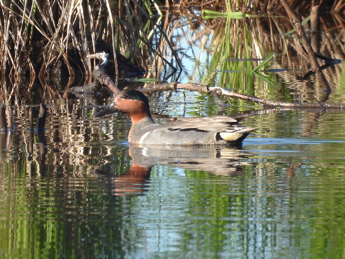 Green-winged Teal - ML619954884