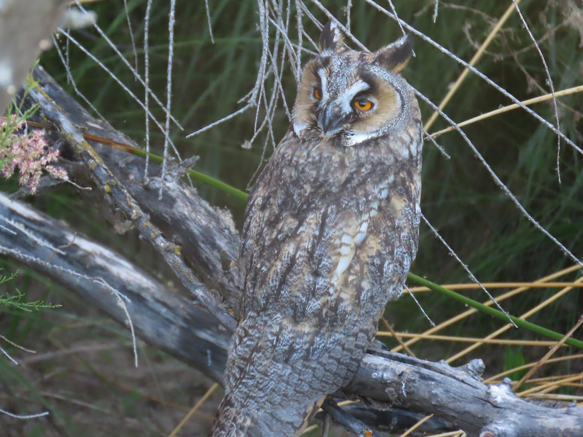 Long-eared Owl - ML619954889