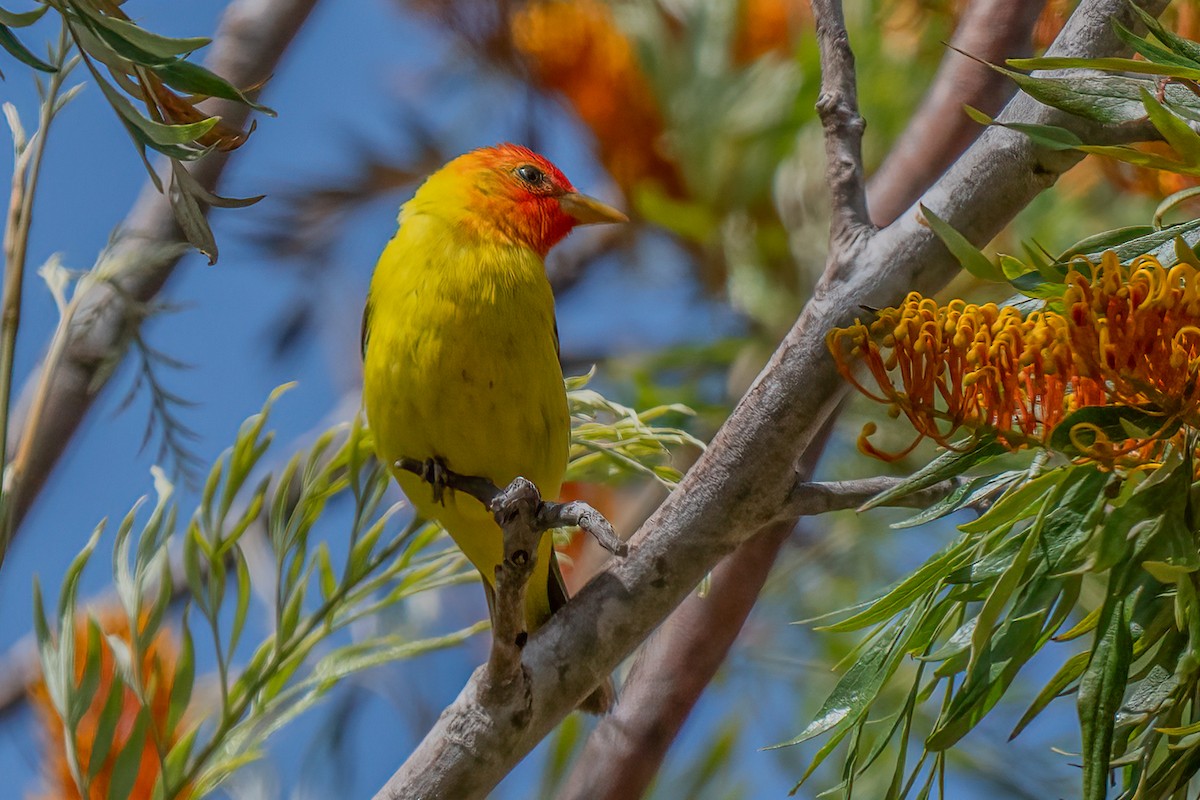 Western Tanager - ML619954894