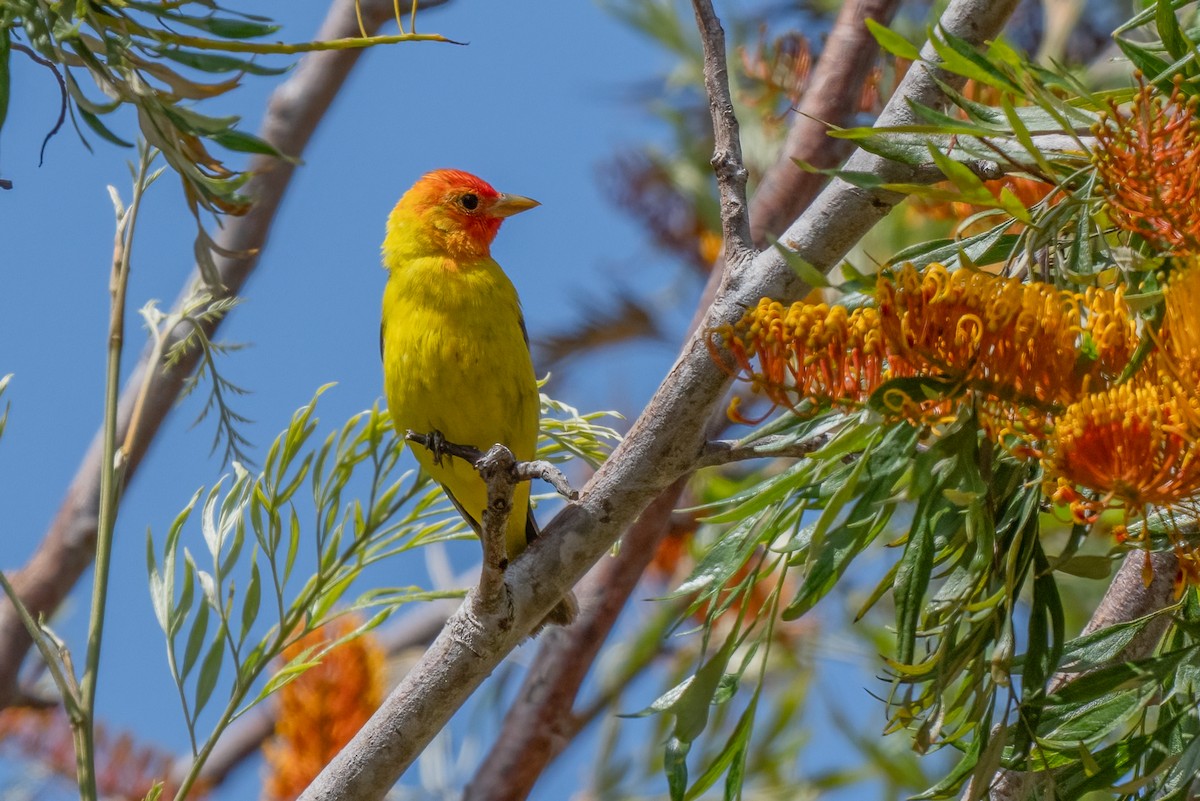 Western Tanager - ML619954895