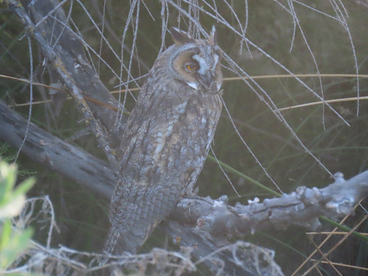 Long-eared Owl - ML619954908