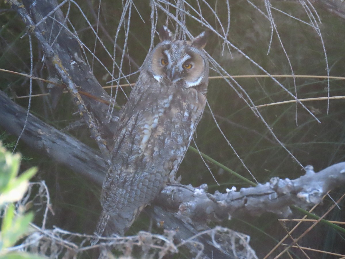 Long-eared Owl - ML619954915