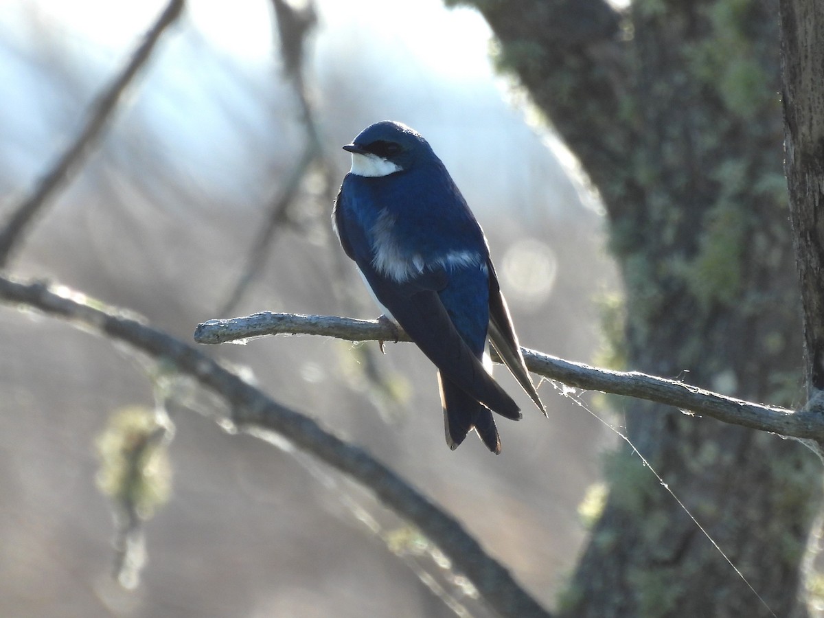 Tree Swallow - ML619954916