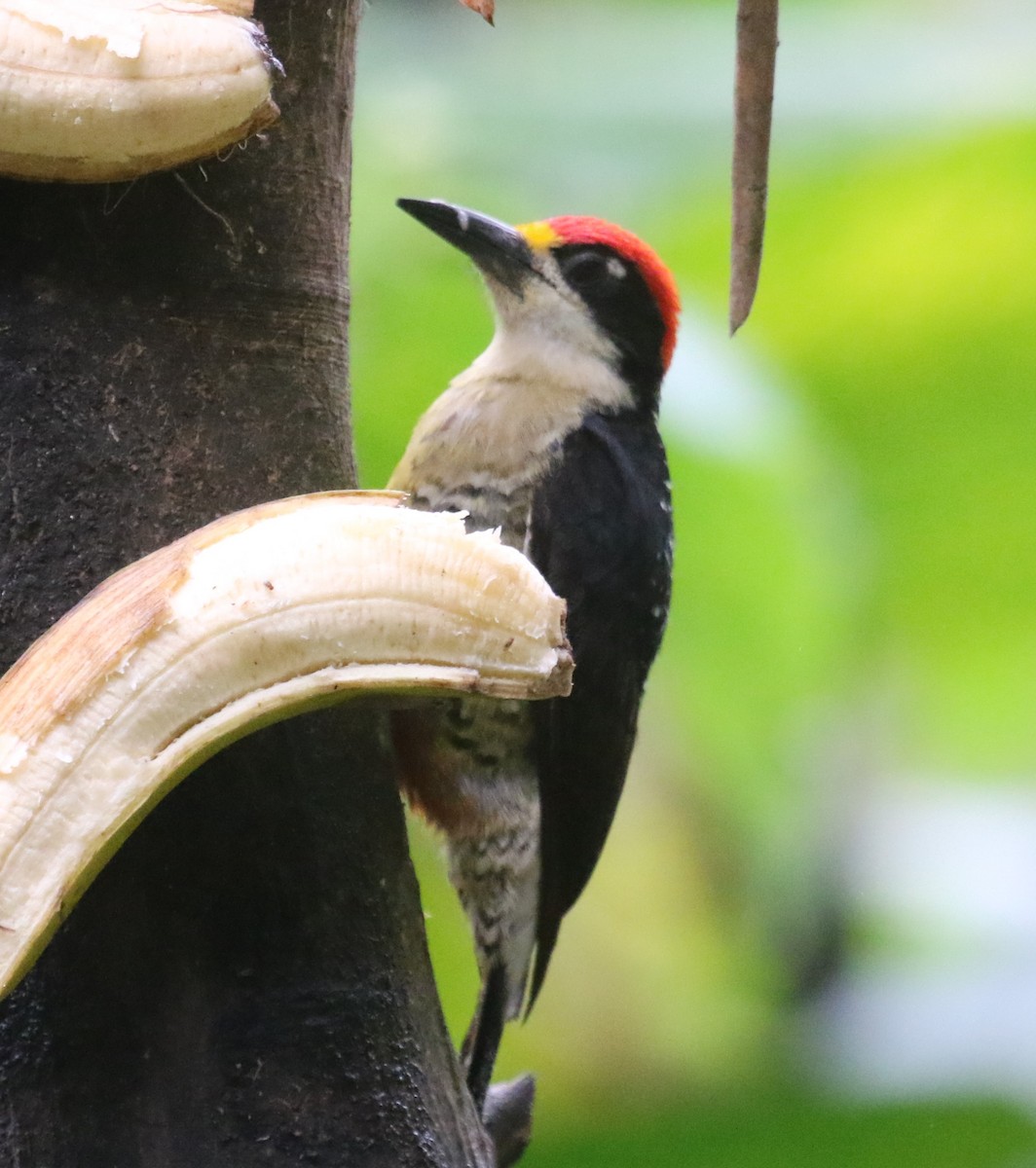 Black-cheeked Woodpecker - ML619954929