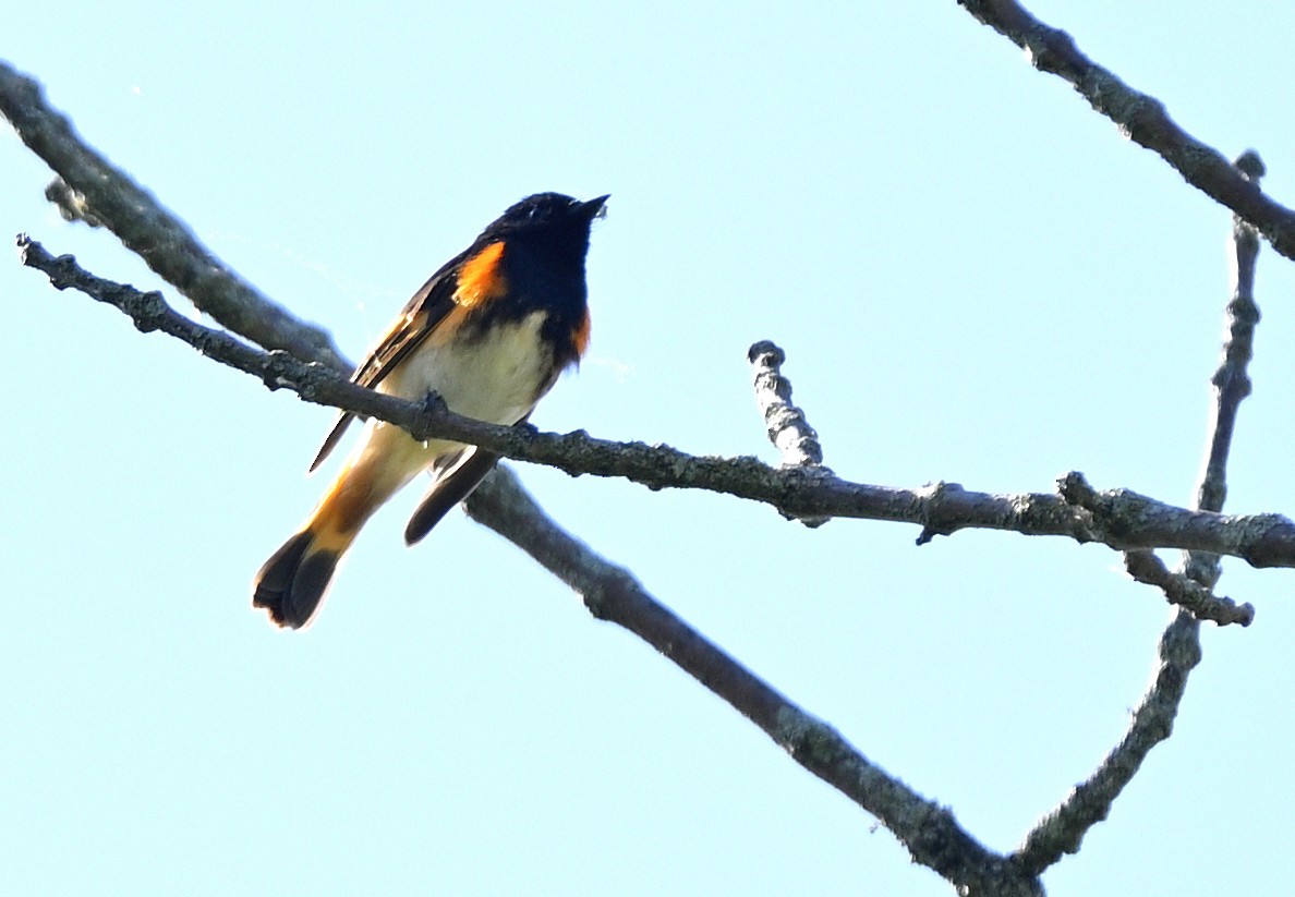 American Redstart - ML619954945