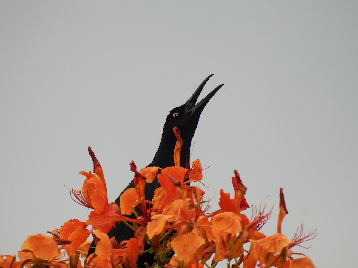 Great-tailed Grackle - ML619954950