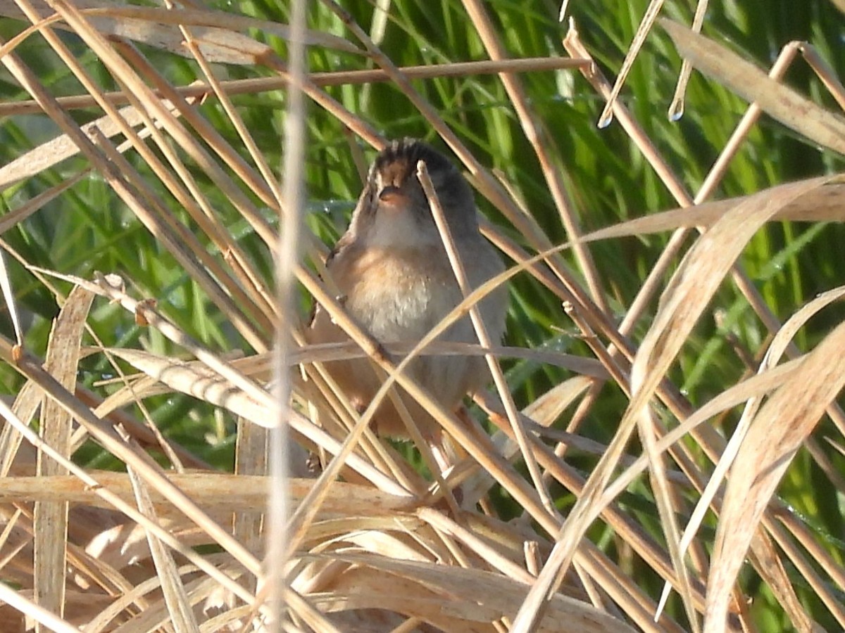 Sedge Wren - ML619954986