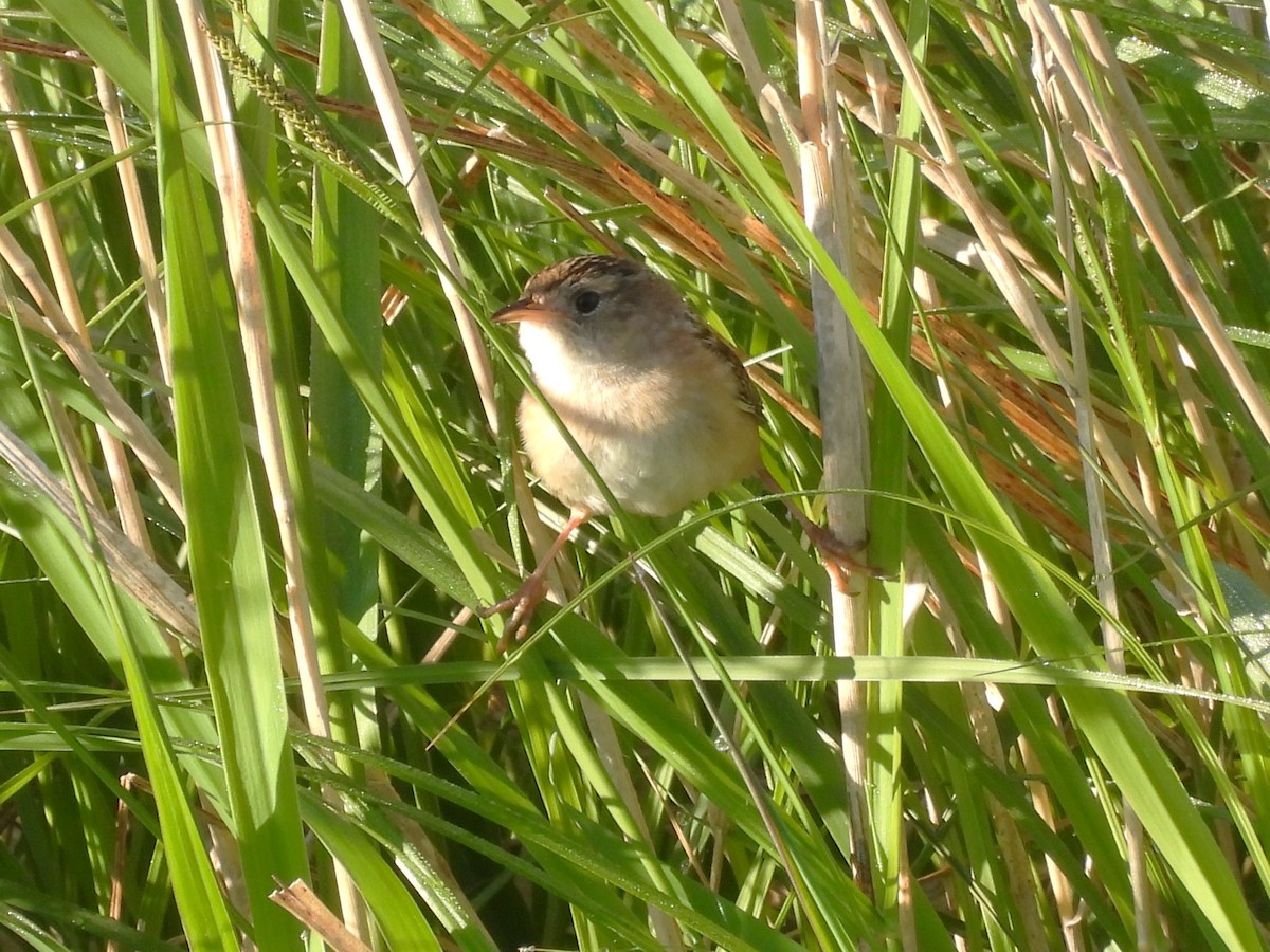 Sedge Wren - ML619954987