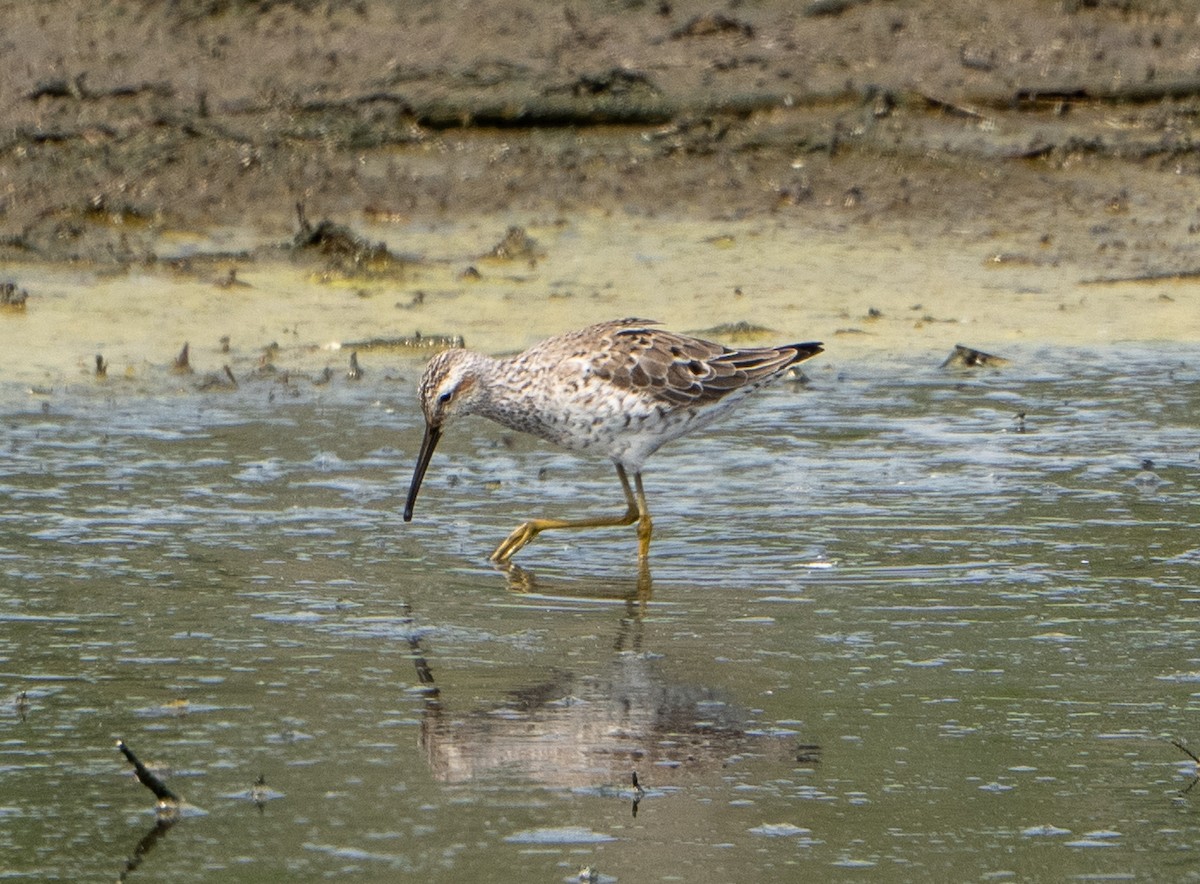 Stilt Sandpiper - ML619954988