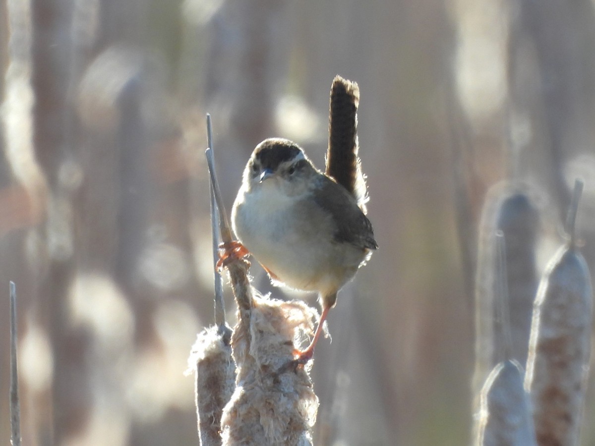 Marsh Wren - ML619955024