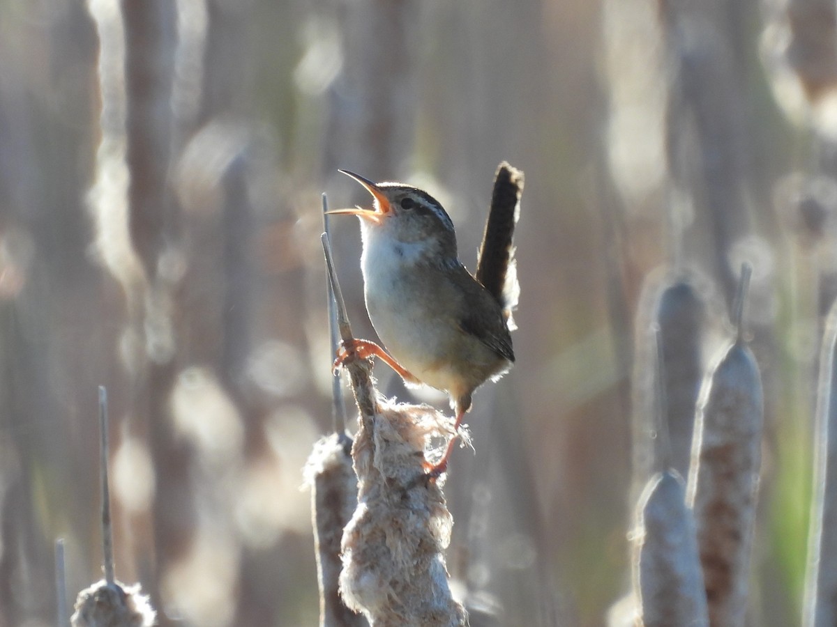 Marsh Wren - ML619955026