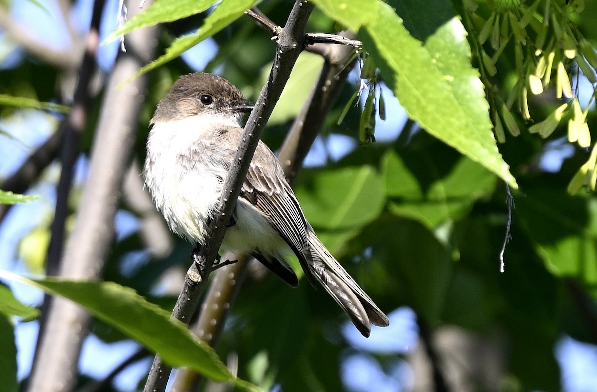 Eastern Phoebe - ML619955038