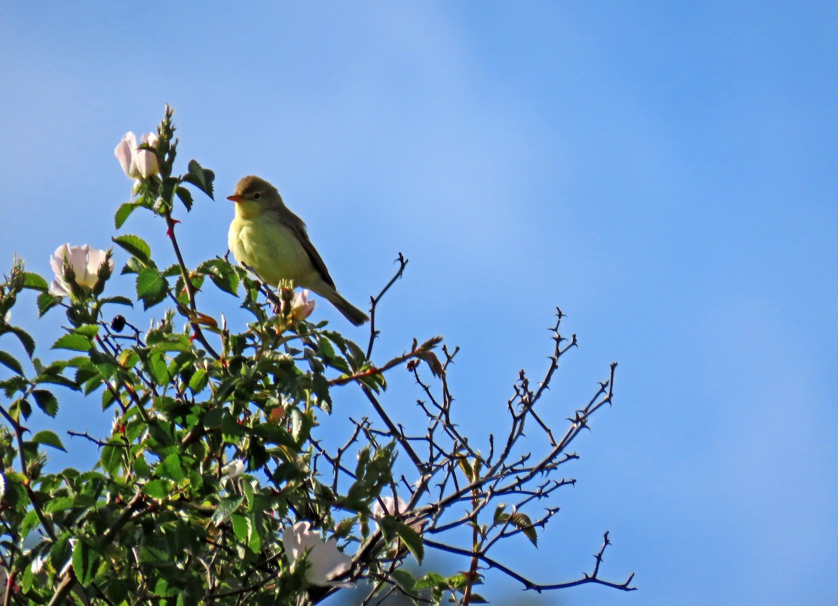 Melodious Warbler - ML619955048