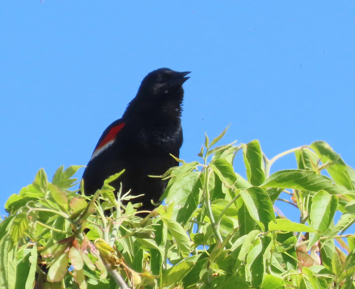 Red-winged Blackbird - ML619955055