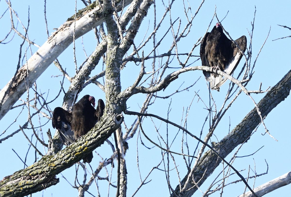 Turkey Vulture - ML619955058