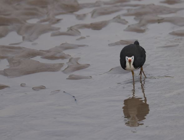 White-breasted Waterhen - ML619955091