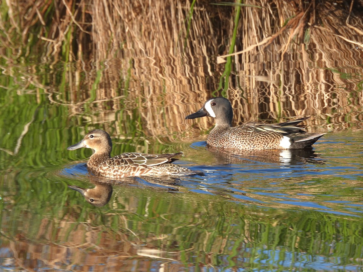 Blue-winged Teal - ML619955103