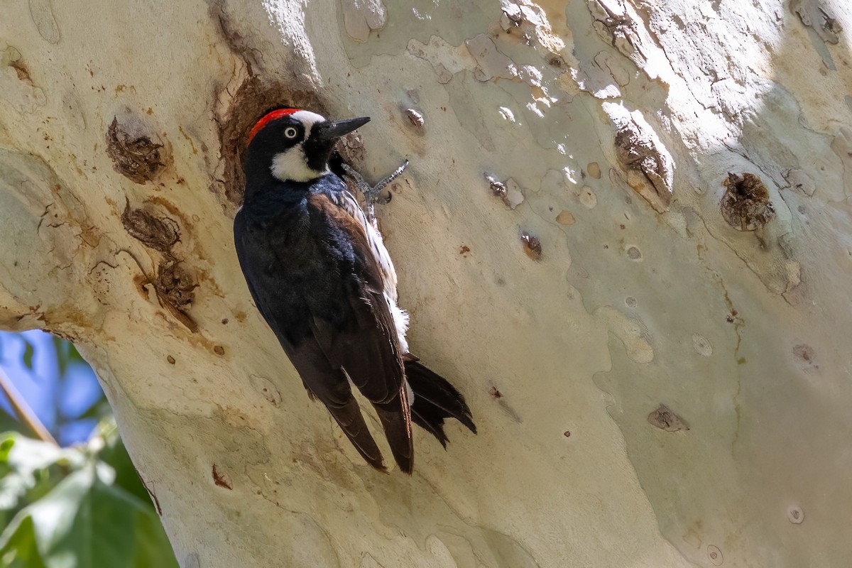 Acorn Woodpecker - ML619955106