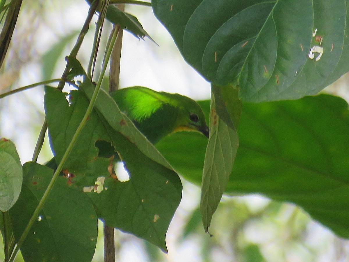 Yellow-throated Leafbird - ML619955111