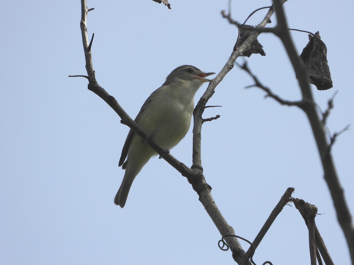 Warbling Vireo - ML619955124