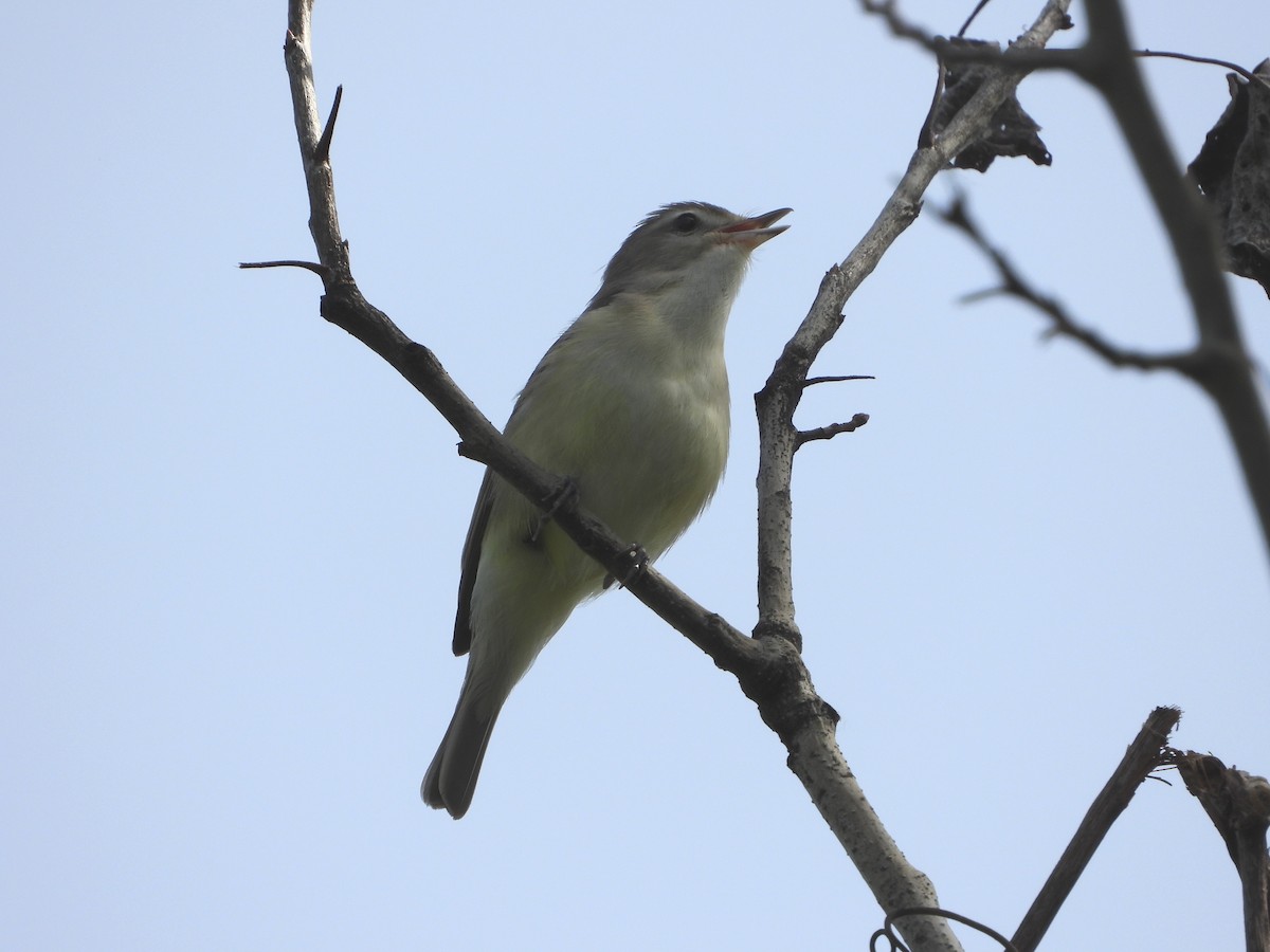 Ötücü Vireo - ML619955125